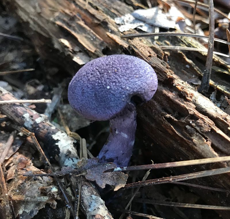 Cortinarius violaceus image