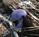 Cortinarius violaceus image