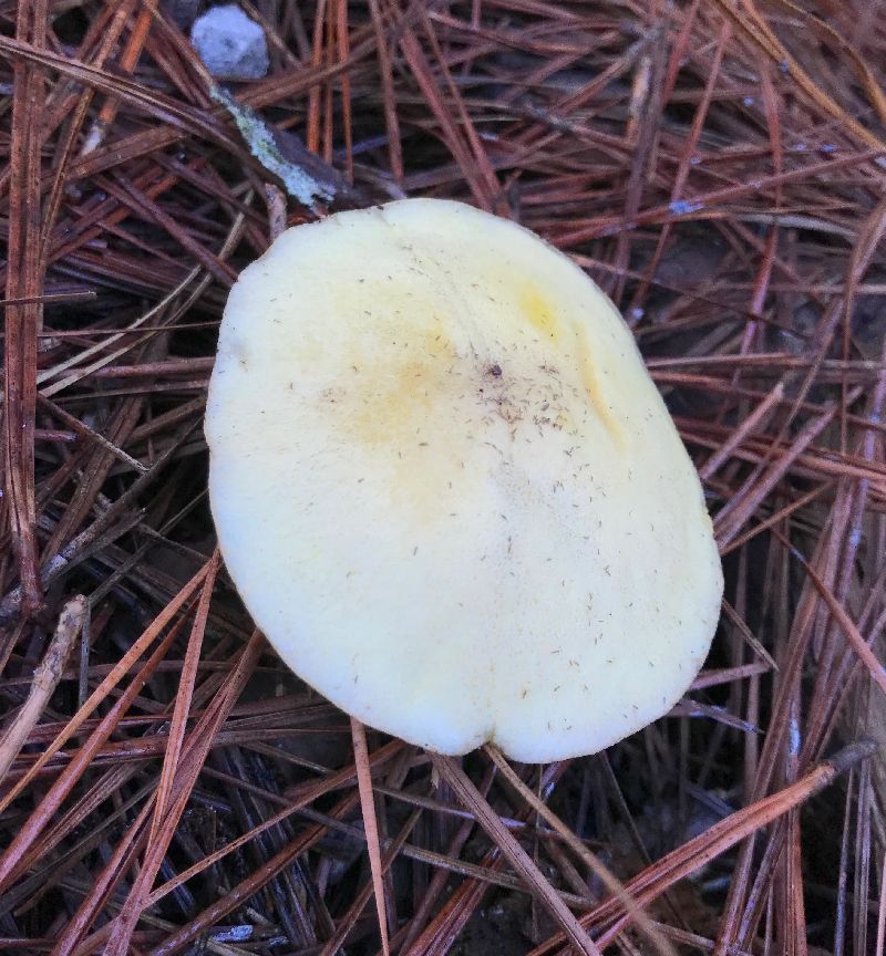 Suillus hirtellus image