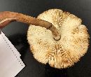 Leucoagaricus americanus image