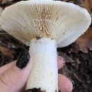 Lactarius deceptivus image