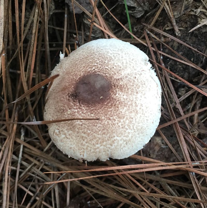 Lepiota image