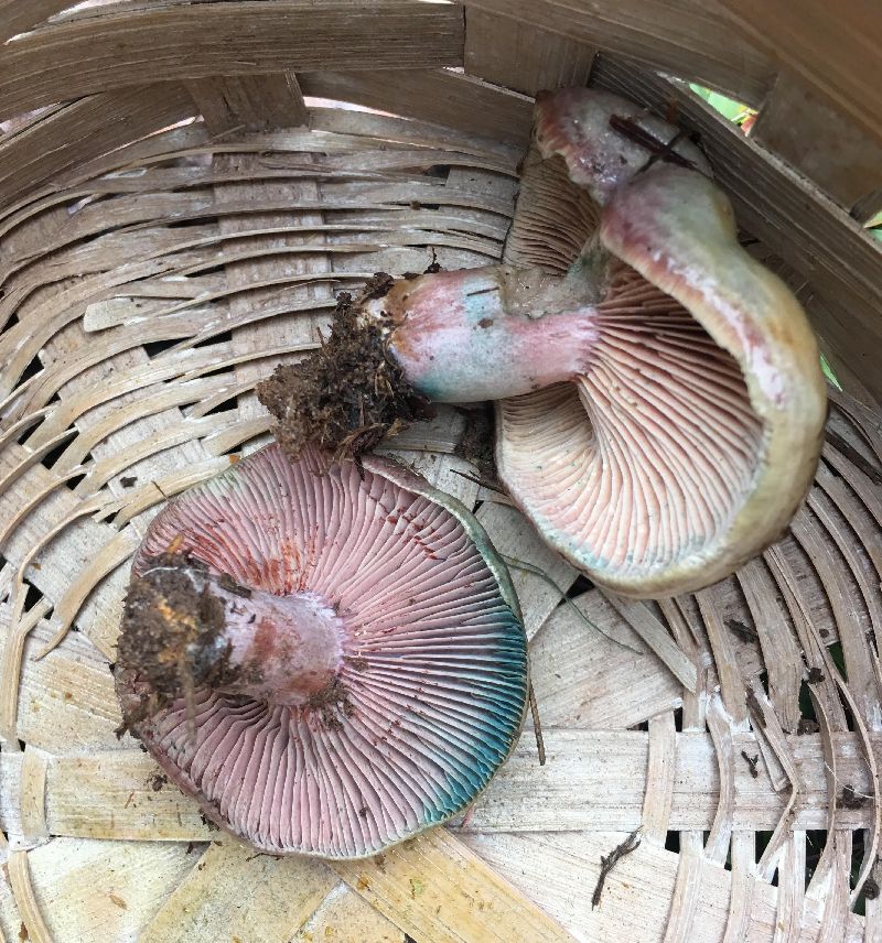 Lactarius paradoxus image