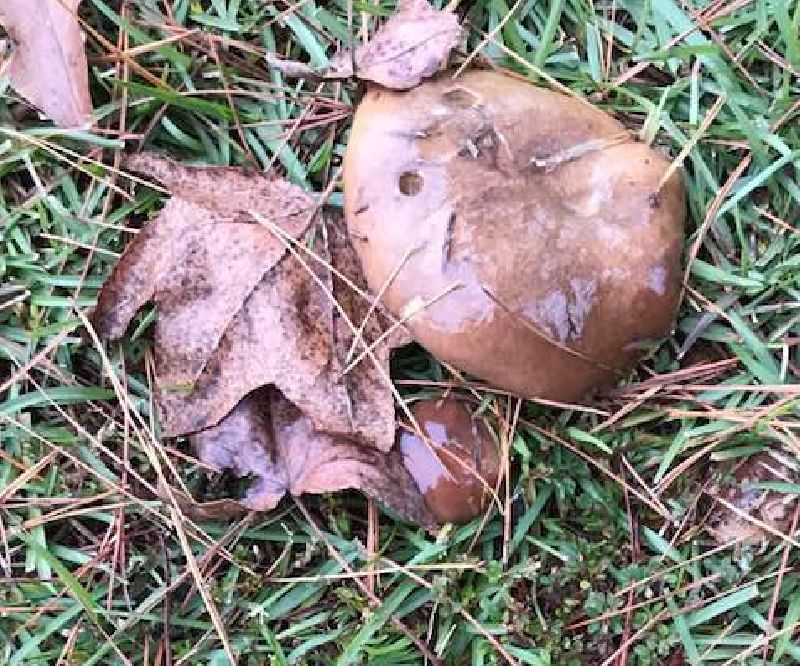 Suillus brevipes image