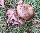 Suillus brevipes image