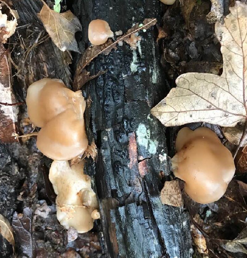 Auricularia fuscosuccinea image