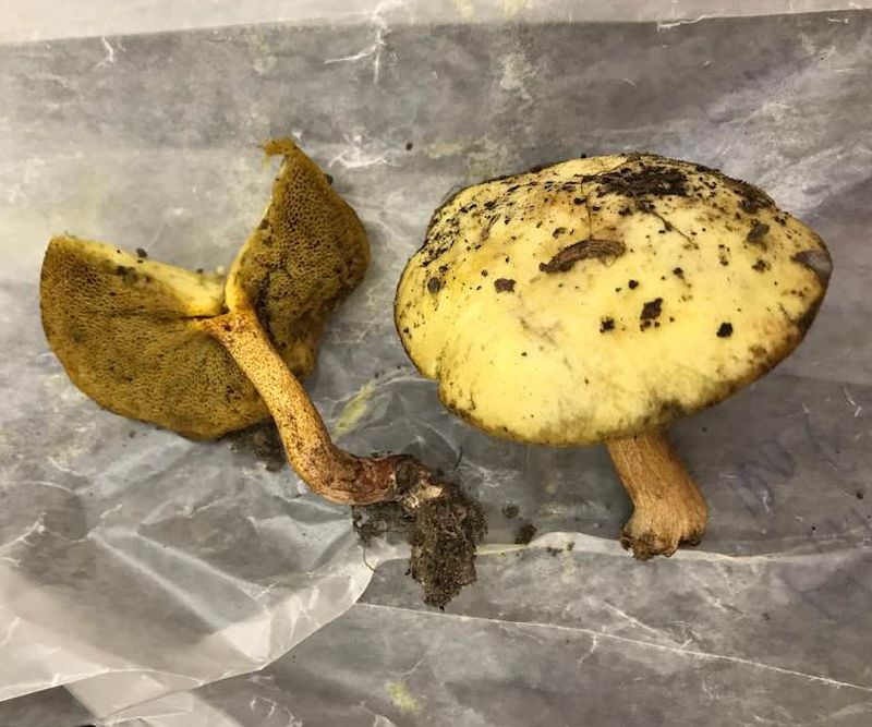 Gyroporaceae image