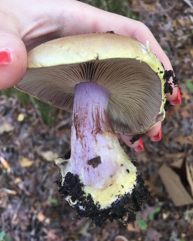 Cortinarius image