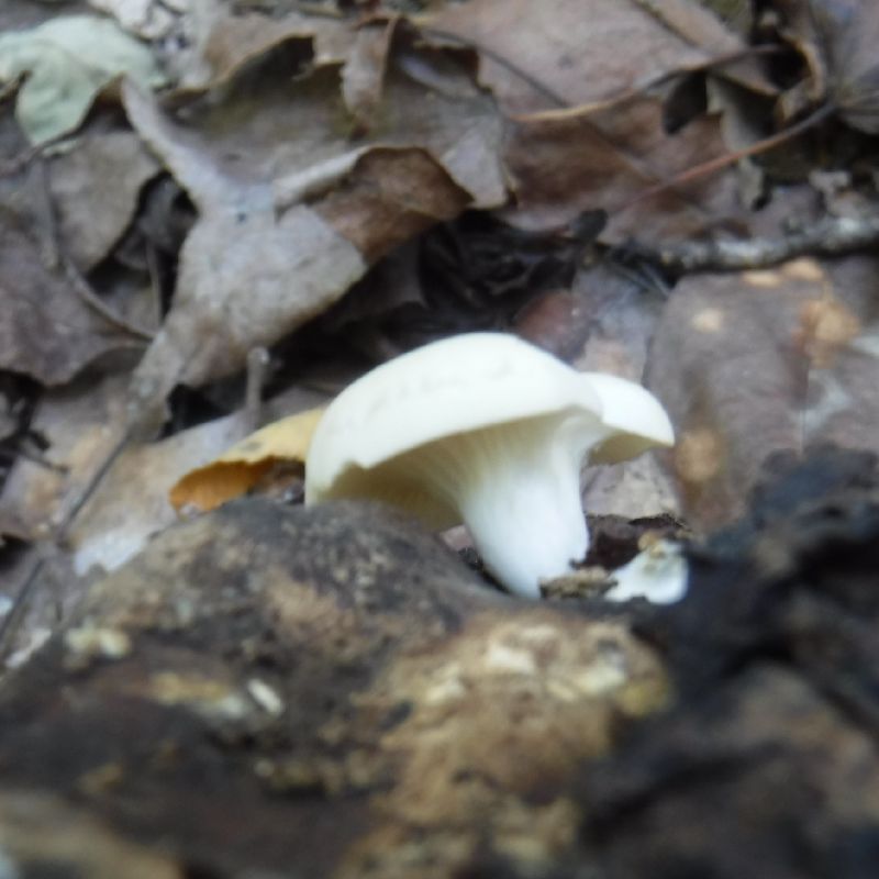 Pleurotus image