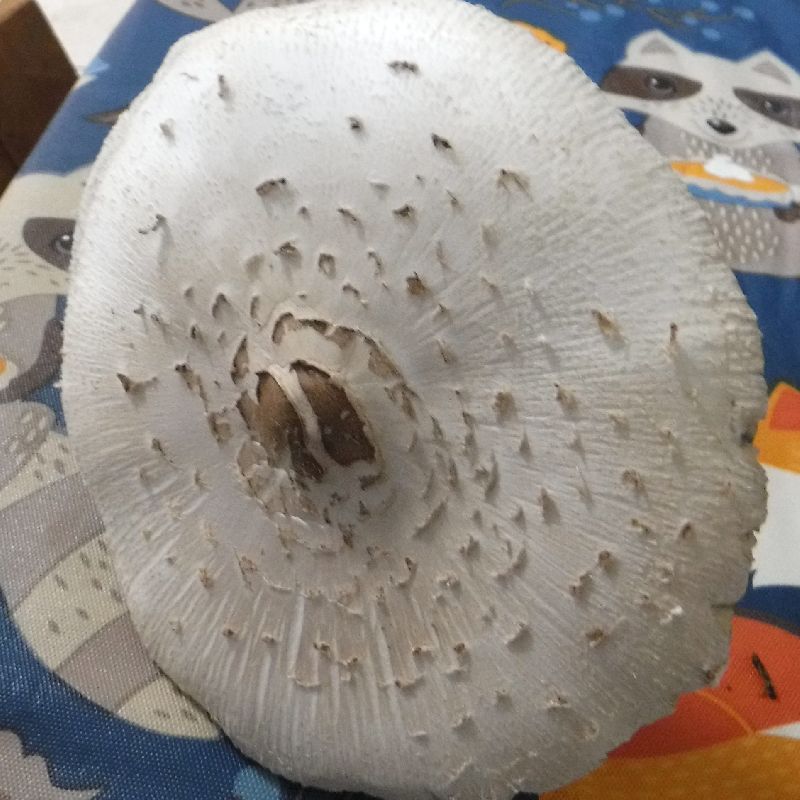 Chlorophyllum molybdites image