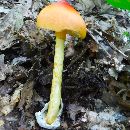 Amanita jacksonii image