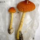 Amanita jacksonii image