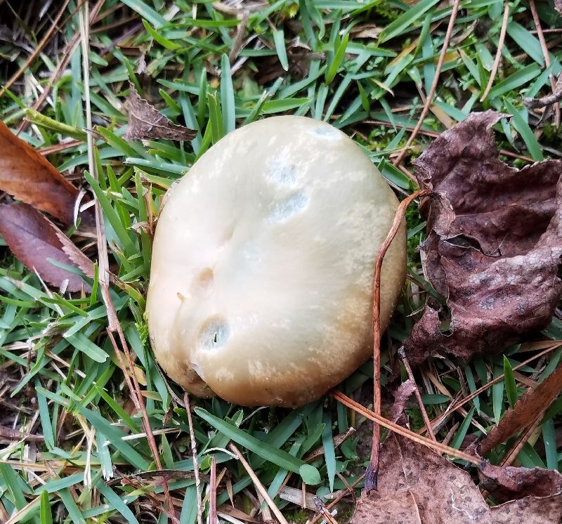 Lactarius paradoxus image