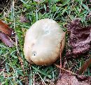 Lactarius paradoxus image