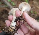 Lactarius imperceptus image