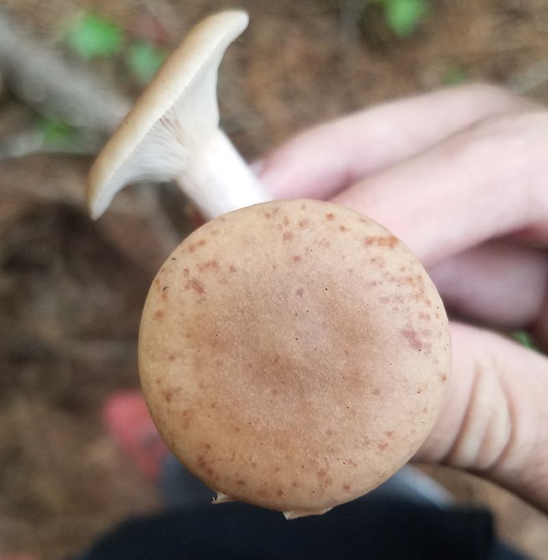 Lactarius imperceptus image