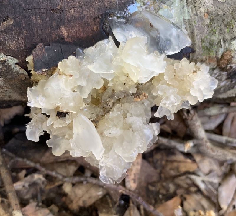 Tremella image