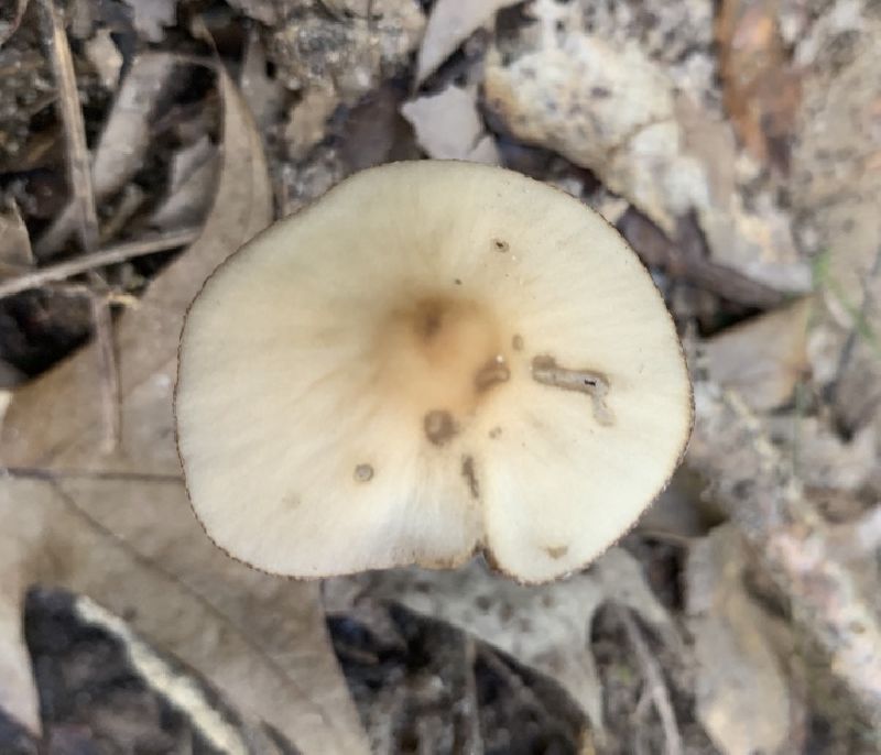 Psathyrella image