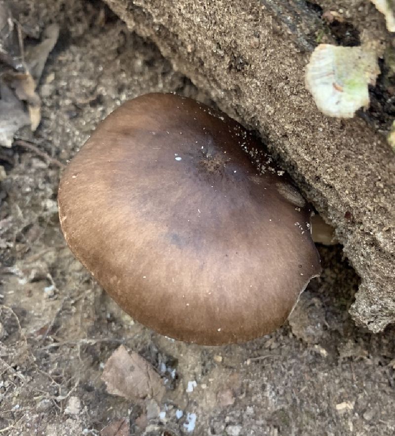 Pluteus cervinus image