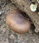 Pluteus cervinus image