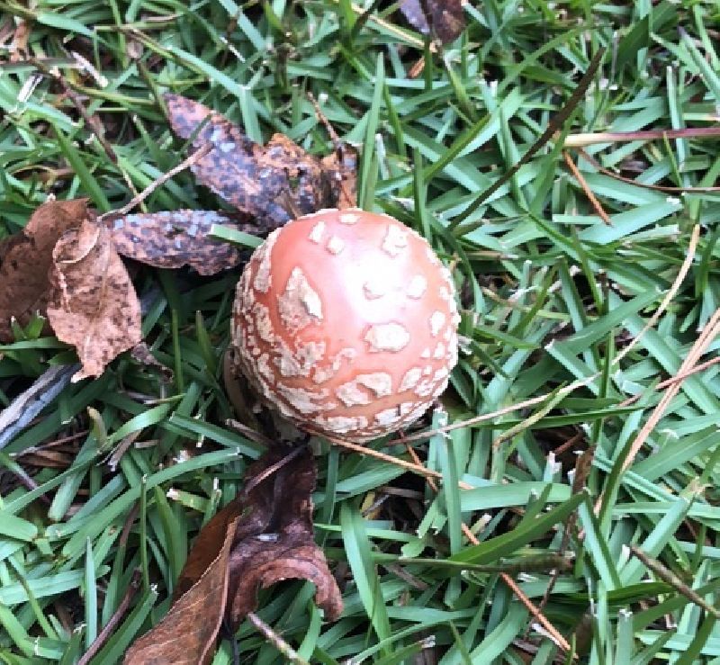 Amanita persicina image