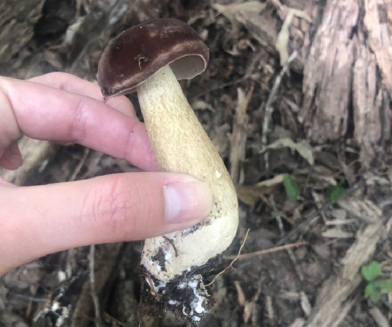 Tylopilus image