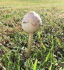 Chlorophyllum molybdites image