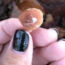 Lactarius fragilis image