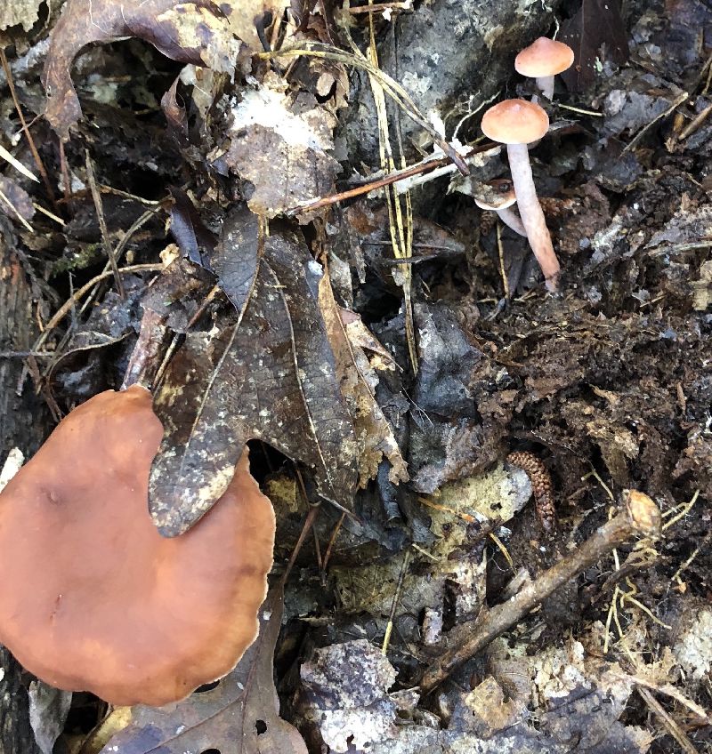 Lactarius fragilis image