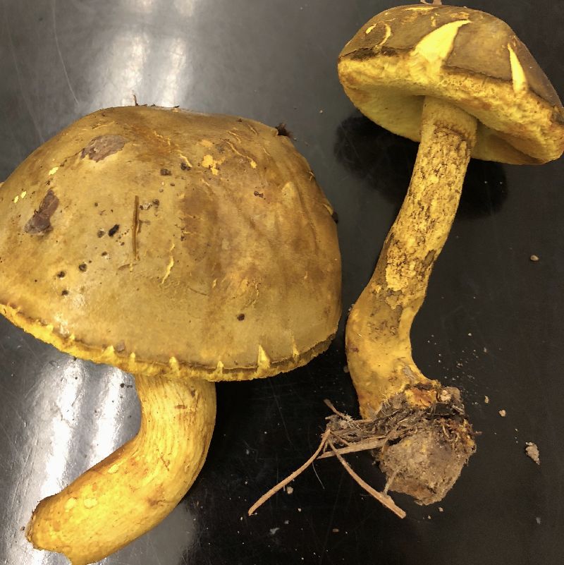 Retiboletus image