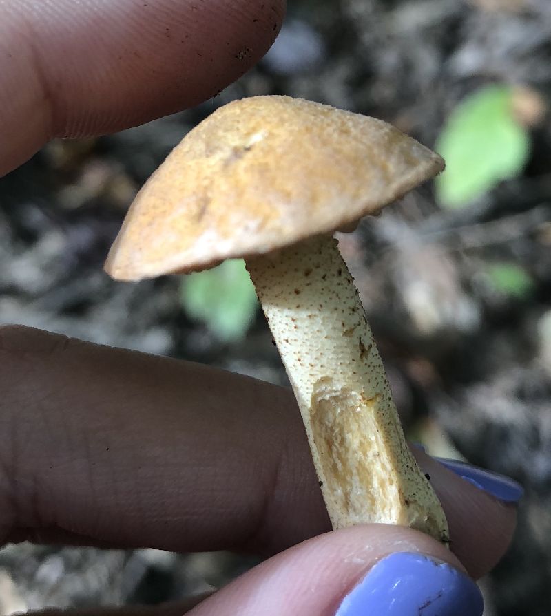 Suillus image