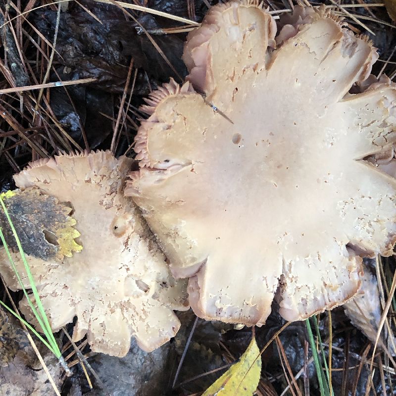 Laccaria image