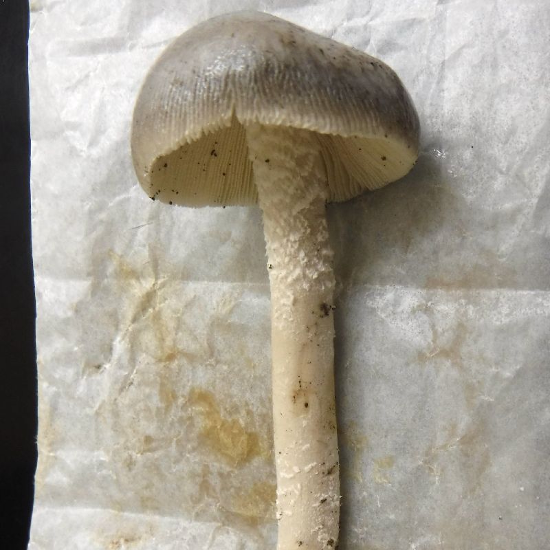 Amanita vaginata image