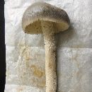 Amanita vaginata image