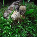 Calostoma ravenelii image