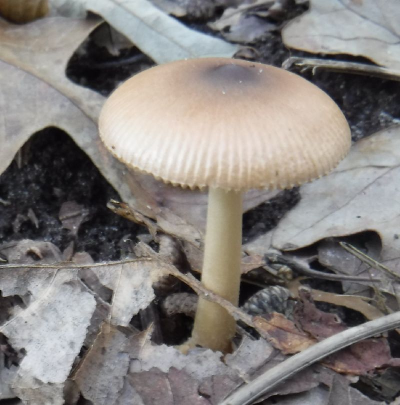 Amanita fulva image