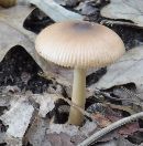 Amanita fulva image