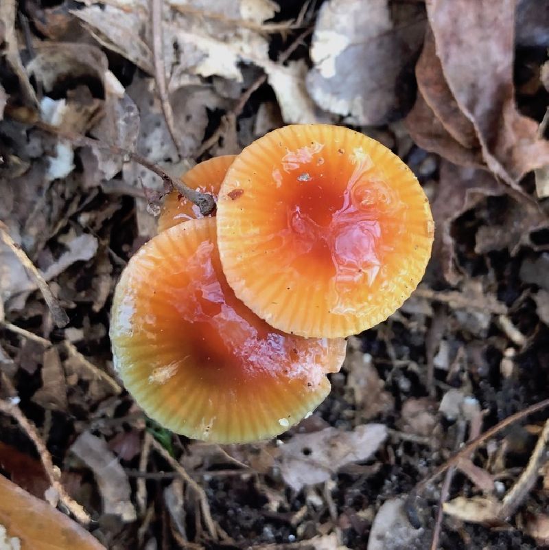 Hygrocybe psittacina var. psittacina image