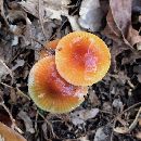 Hygrocybe psittacina var. psittacina image