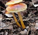 Hygrocybe psittacina var. psittacina image