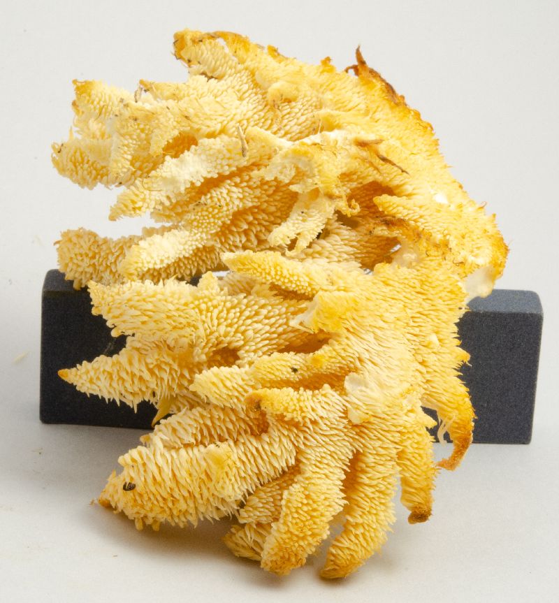 Hericium image