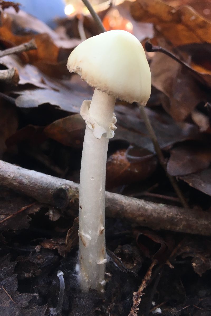 Amanita phalloides image