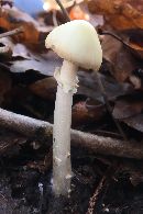Amanita phalloides image