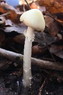 Amanita phalloides image