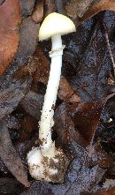 Amanita phalloides image