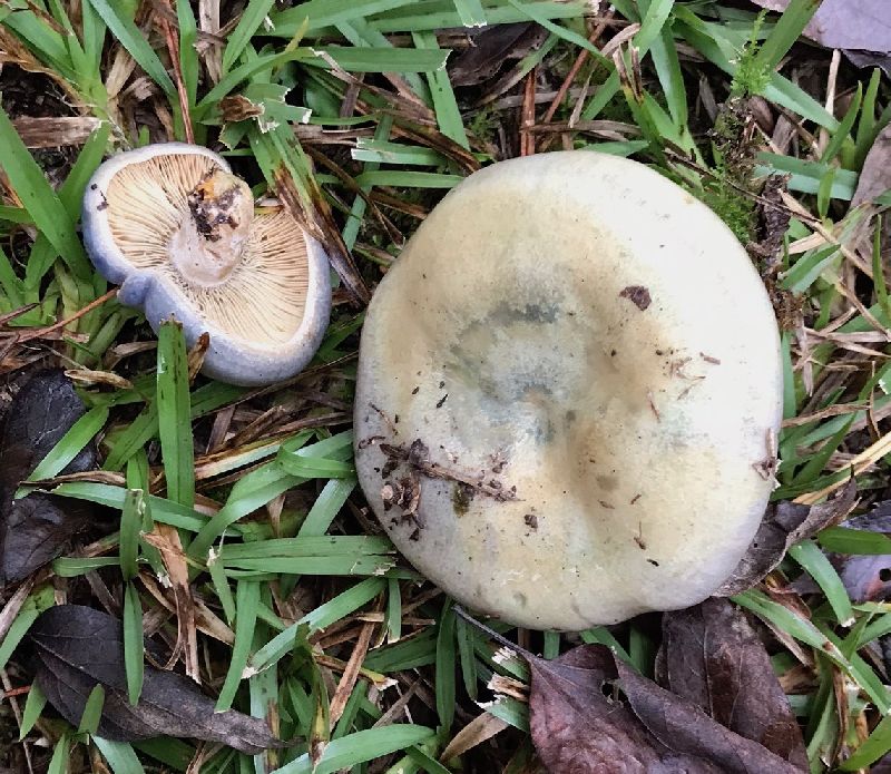 Lactarius paradoxus image