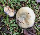 Lactarius paradoxus image