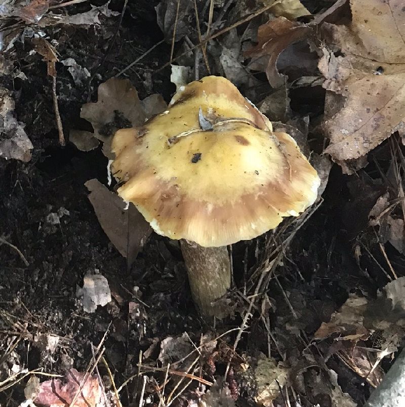 Armillaria mellea image