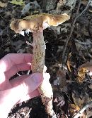 Armillaria mellea image