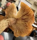 Armillaria mellea image